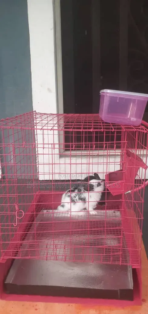 Rabbit at at At