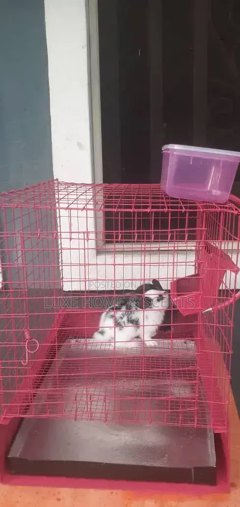 Rabbit at at At