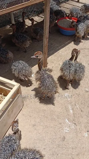 Male and Female Day Old Ostriches for Sale