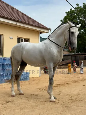 Beautiful Well Trained Horse for Sale