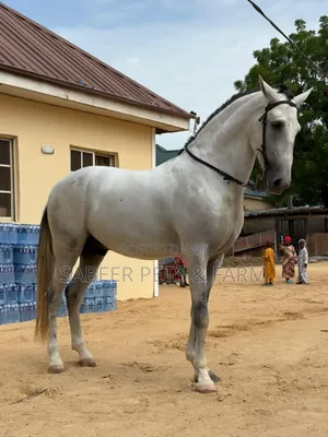 Beautiful Well Trained Horse for Sale