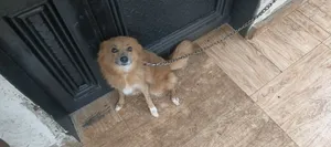 1+ year Female Purebred American Eskimo