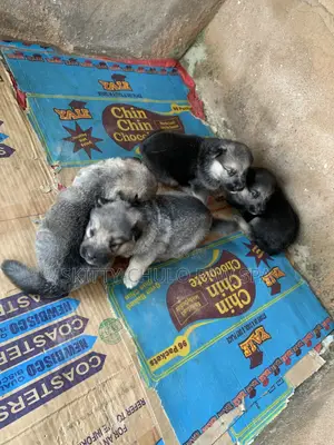 0-1 month Male Purebred German Shepherd