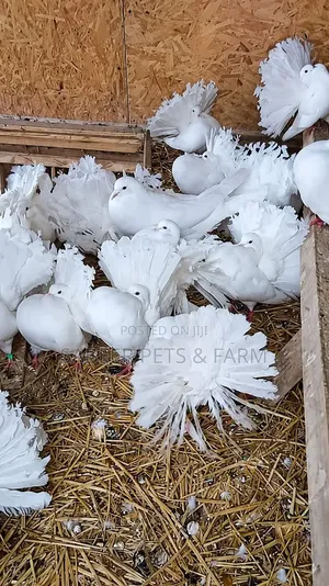 Male and Female Lovely Fantail Pigeons for Sale