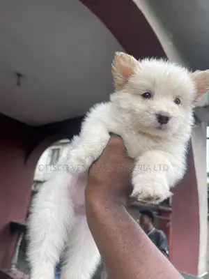 1-3 months Female Purebred American Eskimo