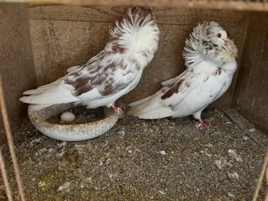Male and Female Jacobin Beautiful Pigeons Now Available