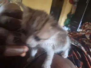 0-1 month Female Purebred American Shorthair