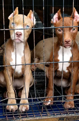 1-3 months Female Purebred American Bully