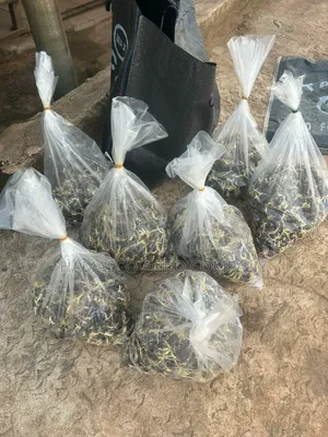 Palm Seeds( Supergene Seeds)