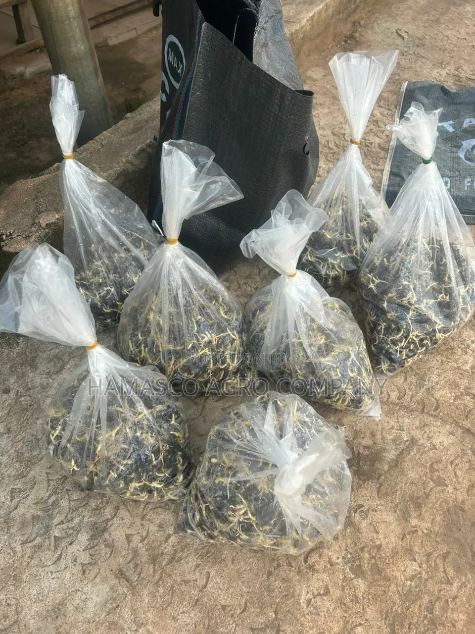 Palm Seeds( Supergene Seeds)