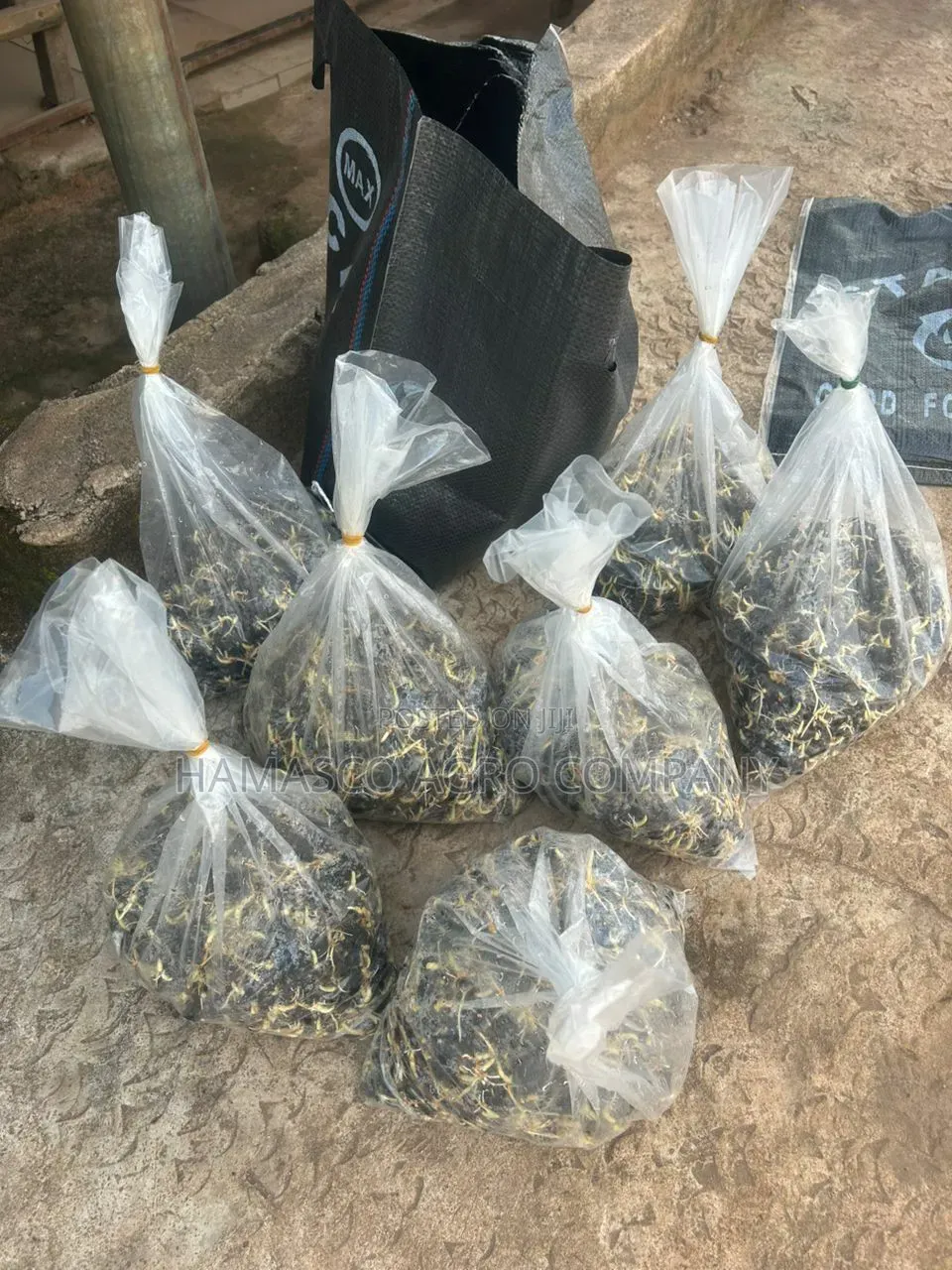 Palm Seeds( Supergene Seeds)
