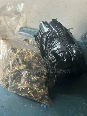 Palm Seeds( Supergene Seeds)