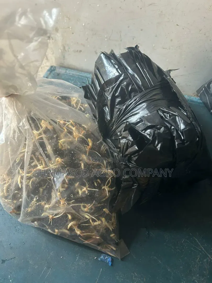 Palm Seeds( Supergene Seeds)