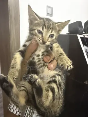 1-3 months Male Mixed Breed Cat