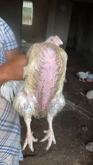 Urgent:400 Fresh Live Broilers Chicken for Sale-2.5-3kg-Ikorodu