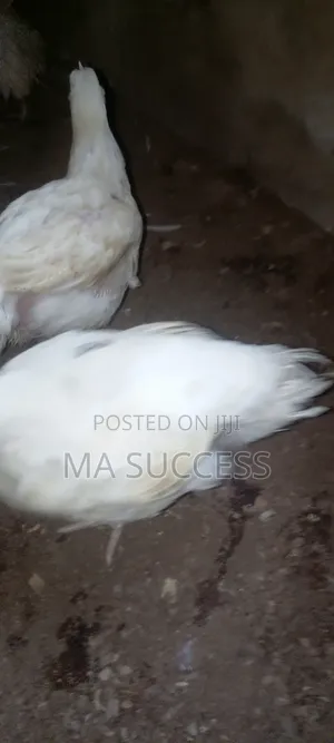 Urgent 400pec Live 2.5kg-3kg Broiler Chicken-7weeks Old -Ikorodu