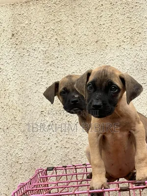 1-3 months Female Purebred Boerboel