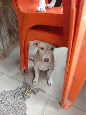 3-6 months Male Purebred Dog