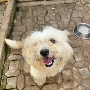1+ year Female Purebred Lhasa Apso