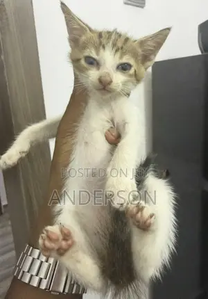 1-3 months Male Mixed Breed Cat