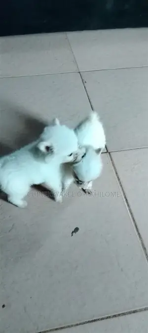 1-3 months Male Purebred American Eskimo