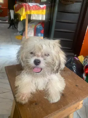 1-3 months Male Mixed Breed Lhasa Apso