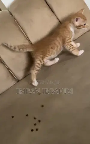 1-3 months Male Mixed Breed American Shorthair