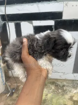 1-3 months Male Purebred Lhasa Apso