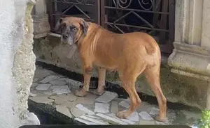 1+ year Female Purebred Boerboel