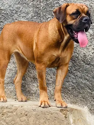 1+ year Female Purebred Bullmastiff