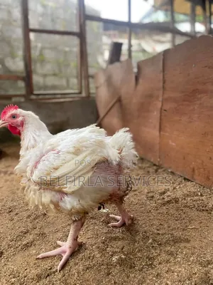 Broiler Chickens for Sale