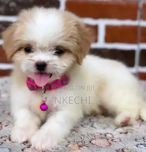 1-3 months Female Purebred Lhasa Apso