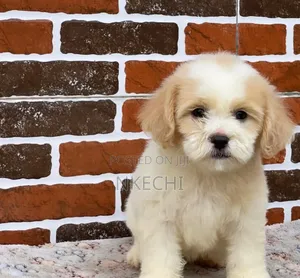 1-3 months Female Purebred Lhasa Apso