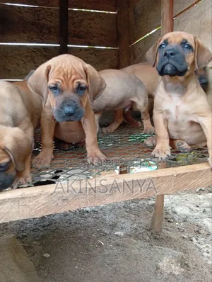 1-3 months Female Purebred Boerboel