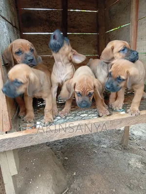 1-3 months Female Purebred Boerboel
