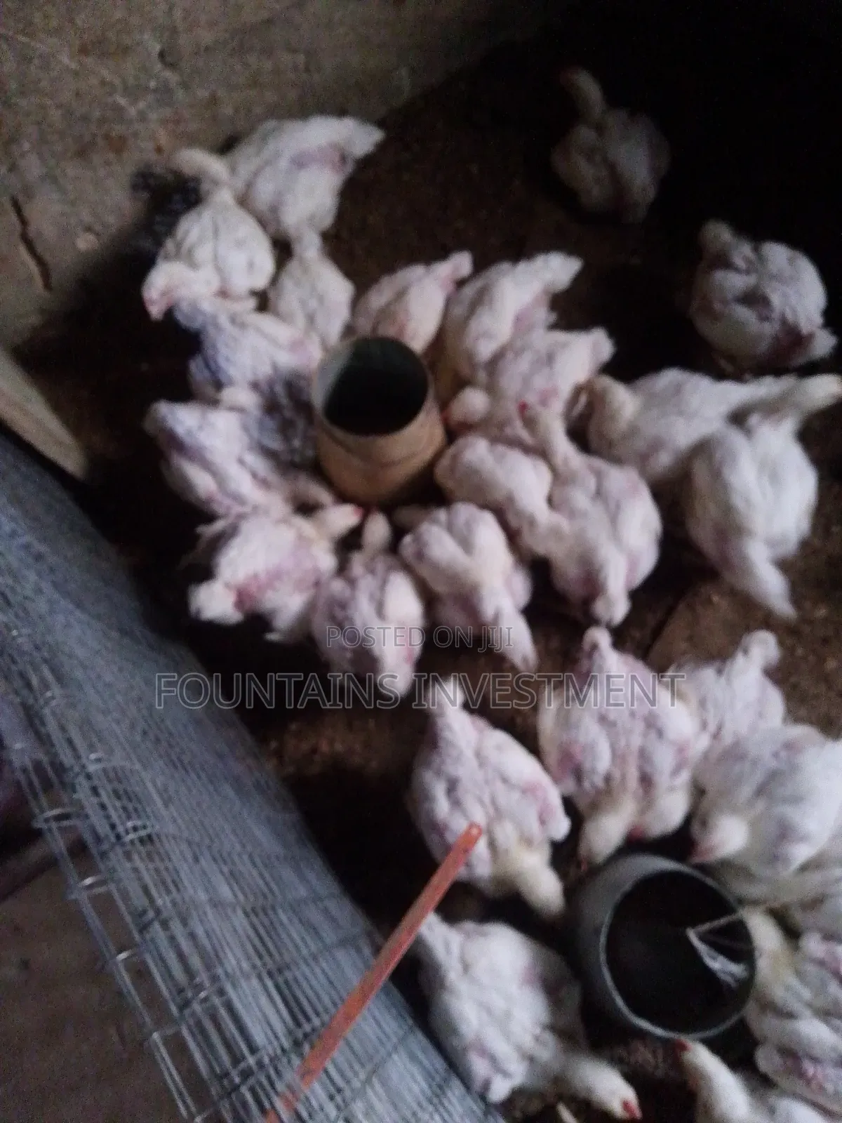 3 Weeks Old CHICKEN Available