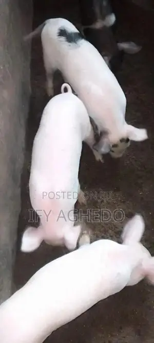 Pigs for Sale in Edo State,All Categories of Highbreed, Duroc Crossed