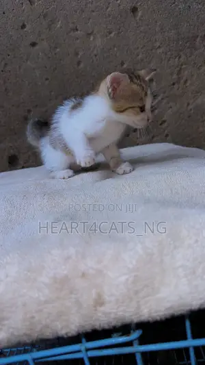 1-3 months Male Purebred American Shorthair