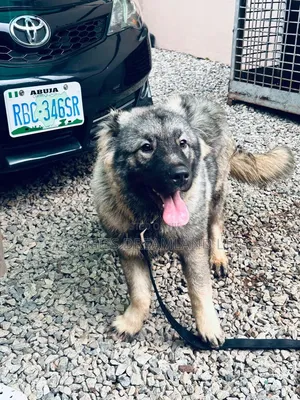 3-6 months Male Purebred Caucasian Shepherd