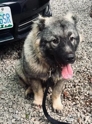 3-6 months Male Purebred Caucasian Shepherd