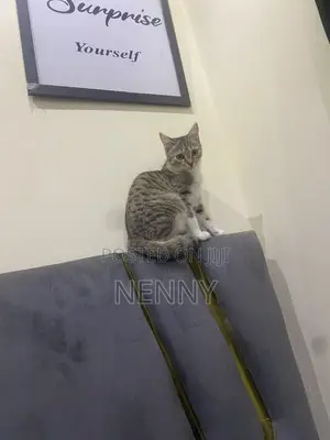 3-6 months Female Purebred Tabby
