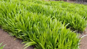 Best Quality of Oil Palm Seedlings