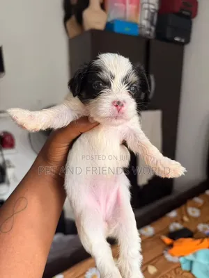 1-3 months Female Purebred Lhasa Apso