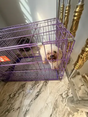 1+ year Female Purebred Lhasa Apso