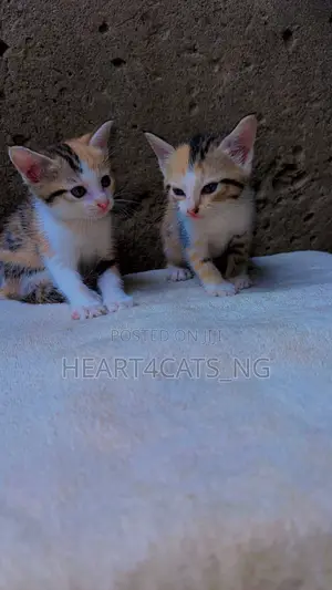 1-3 months Female Purebred American Shorthair