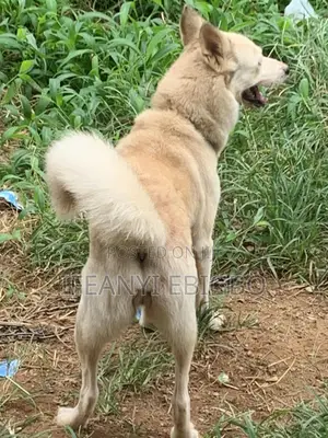1+ year Female Purebred Siberian Husky