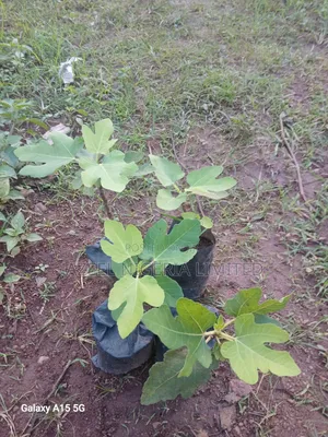 Fig Seedlings