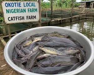 300 - 700 Grams Melange Catfish