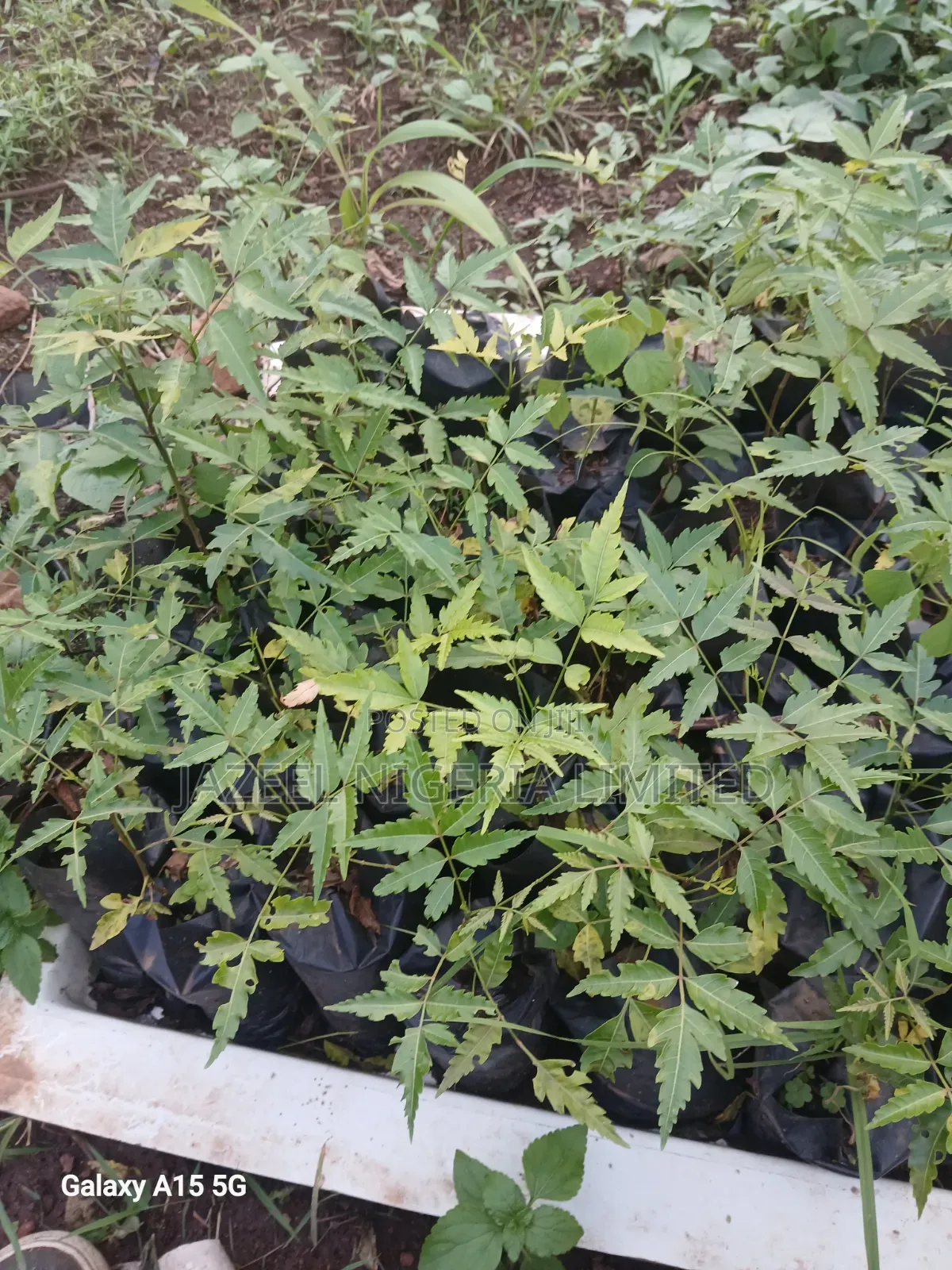Neem Seedlings
