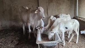 Farm Cattles
